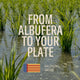 Albufera Rice 11 lb